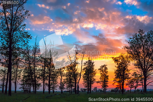 Image of Silhouettes of trees on sunset background