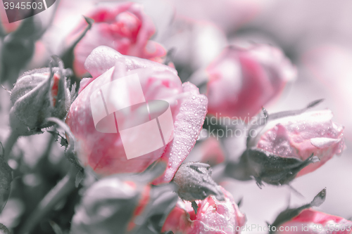 Image of Blurred floral background of roses