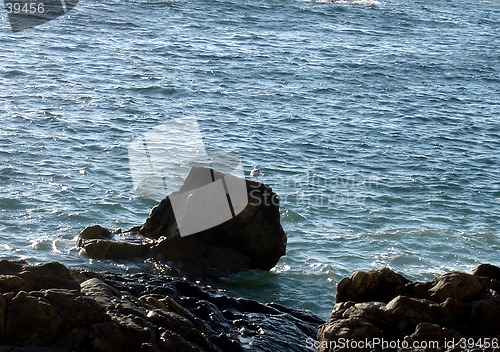 Image of Seagul on Stone