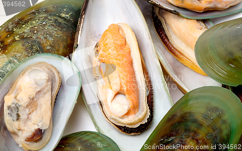 Image of Mussel