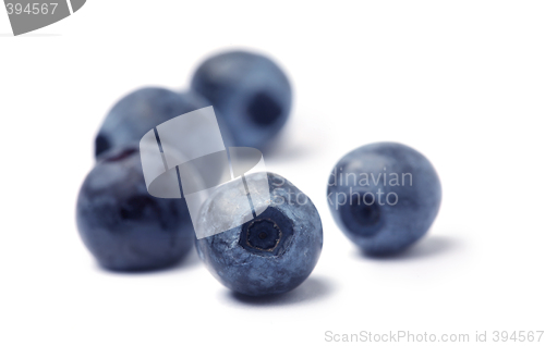 Image of  Blueberry on white