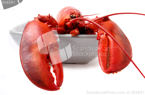 Image of red lobster isolated on white background