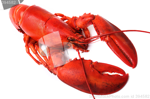 Image of whole red lobster isolated on white background