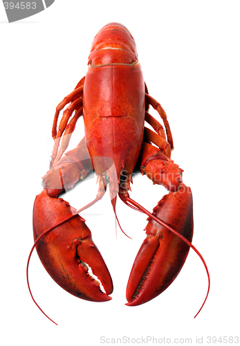 Image of whole red lobster isolated on white background