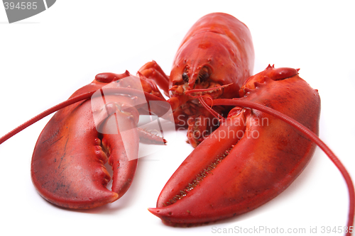 Image of red lobster isolated on white background