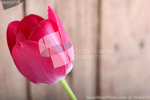 Image of red fresh tulips flowers on wooden background
