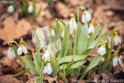 Image of spring snowdrop flowers in the forest