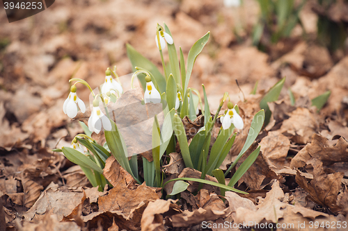 Image of spring snowdrop flowers in the forest