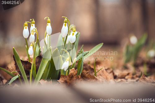 Image of spring snowdrop flowers in the forest