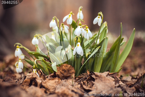 Image of spring snowdrop flowers in the forest