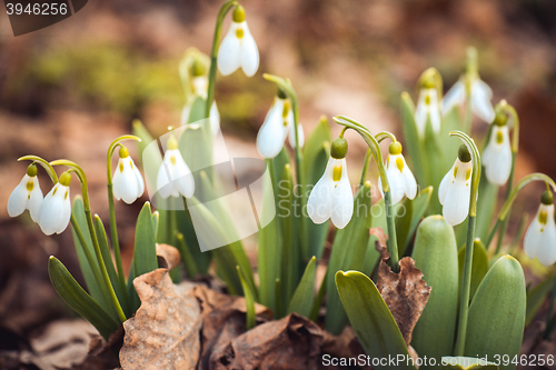 Image of spring snowdrop flowers in the forest