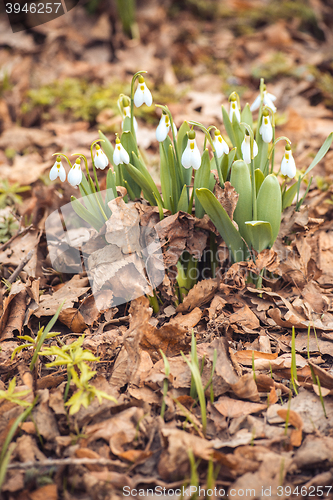 Image of spring snowdrop flowers in the forest