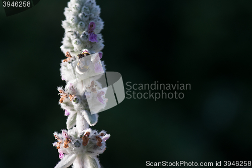 Image of macro shot of a bumblebee collecting pollen from the  flower with copyspace