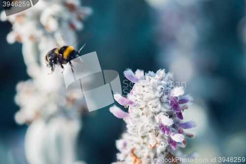 Image of macro shot of flying bumblebee collecting pollen from a flower with copyspace