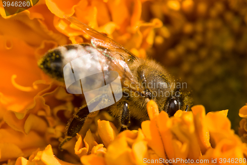 Image of bee on the orange flower with copyspace