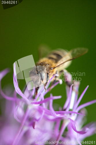 Image of bee on the violet flower with copyspace