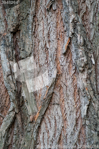 Image of Old Wood Tree Texture Background Pattern. Vertical image