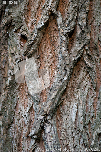 Image of Old Wood Tree Texture Background Pattern. Vertical image