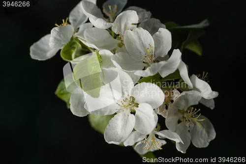 Image of beautiful apple blossom tree on black background