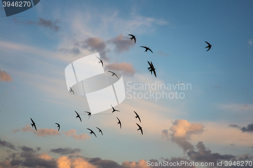 Image of Flock of birds flying across a fiery sunset sky