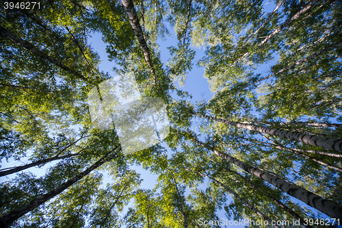 Image of Looking up in Forest - Green Tree branches nature abstract