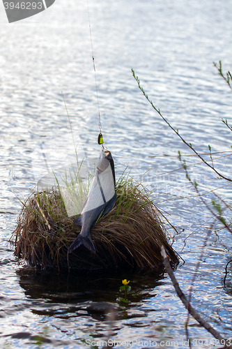 Image of grayling fishing Northern fish