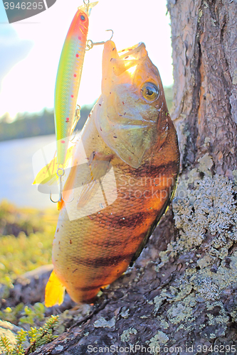 Image of Perch caught in clear Northern river