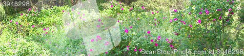 Image of Wild rose Bush in the white midday sun