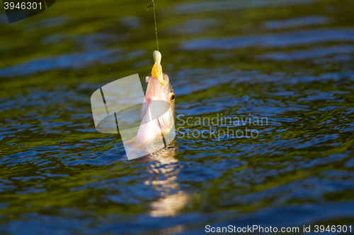 Image of active perch fishing a micro jig in summer