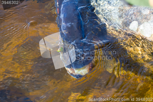 Image of muzzle of very big pike with spoon