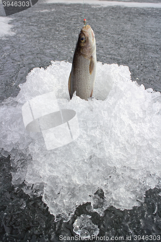 Image of Ice fishing . Fisherman pulls out from ice hole grayling