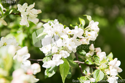 Image of close up of beautiful blooming apple tree branch