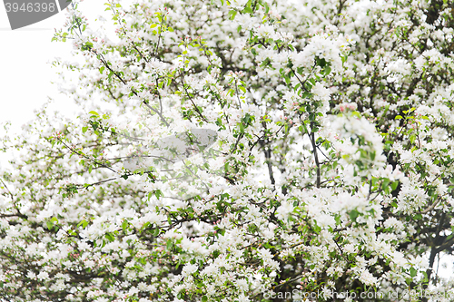 Image of close up of beautiful blooming apple tree branch