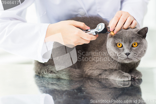Image of close up of vet with otoscope and cat at clinic