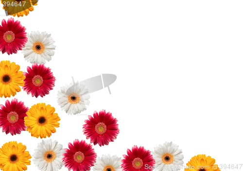 Image of gerbera isolated on white