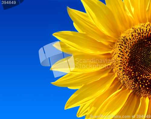 Image of yellow sunflower