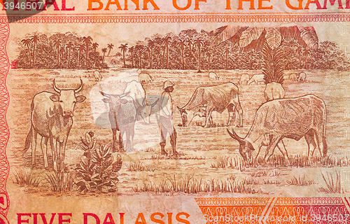 Image of 5 Gambian dalasi bank note