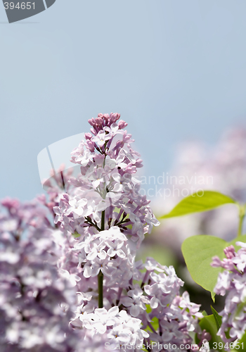 Image of Close-up of  lilac flower