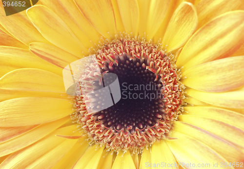 Image of  gerbera