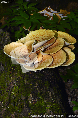 Image of Mushroom Polyporus squamosus, growing on a tree (Polyporus Squamosus)