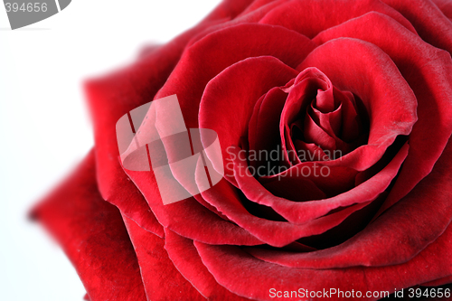 Image of  red rose