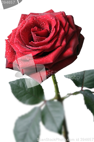 Image of Red Rose