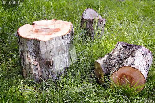 Image of Sawn tree trunk.