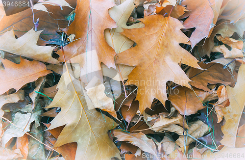 Image of Fallen yellow oak leaves on the background of fallen leaves on t