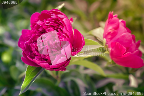 Image of Blooming red peony among green leaves