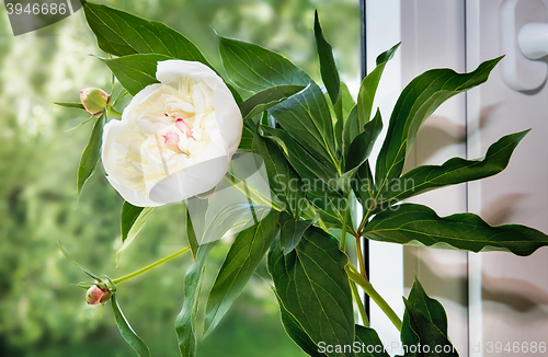 Image of The white peony flower on the windowsill.