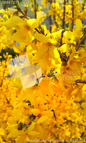 Image of Flowers of beautiful spring Forsythia 