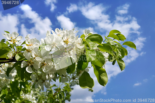 Image of Branch with beautiful white flowers on blue sky
