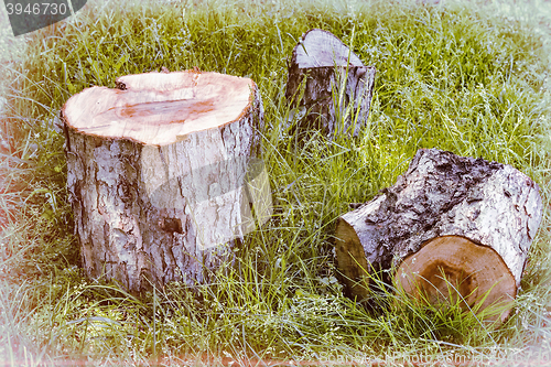 Image of Sawn tree trunk.