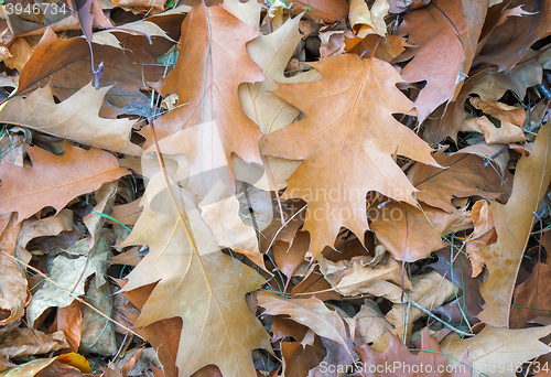 Image of Fallen yellow oak leaves on the background of fallen leaves on t